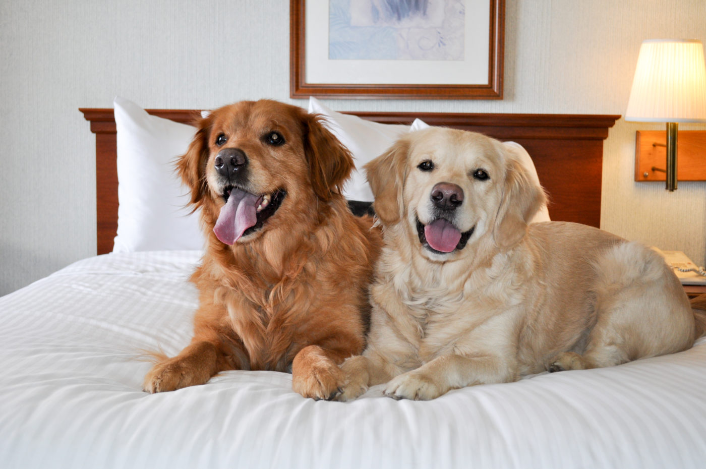 PetFriendly Hotels in NH Visiting Laconia with Your Dog