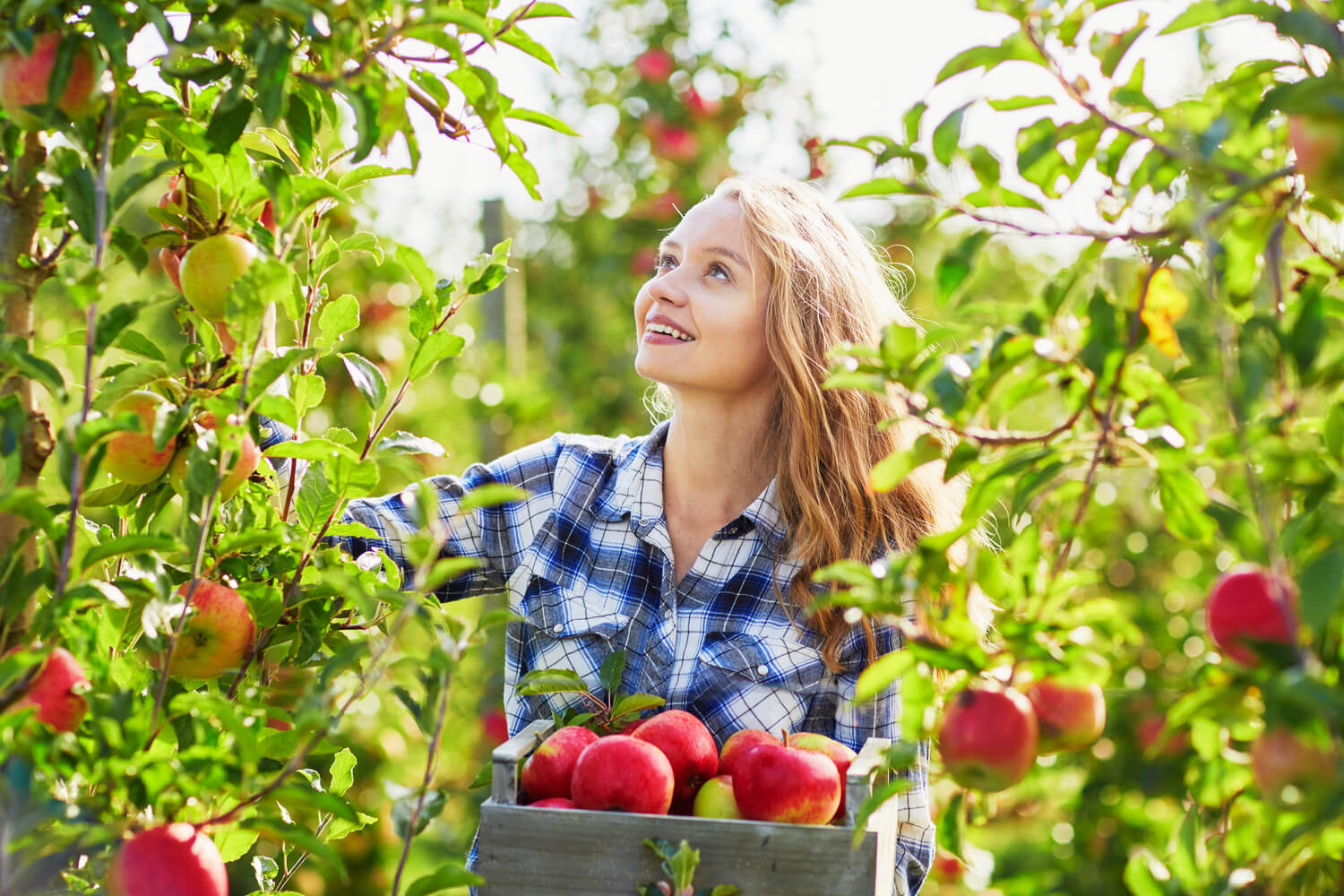 Apple Picking Our Favorite Orchards Near Laconia, NH NASWA Resort